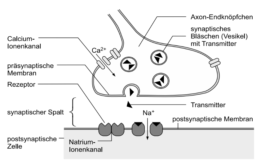 Schematische Darstellung einer Synapse mit Vesikeln, Transmitter, Calcium- und Natriumkanälen.